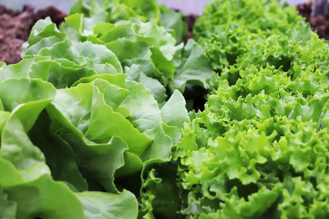 Come coltivare insalata fresca anche in inverno