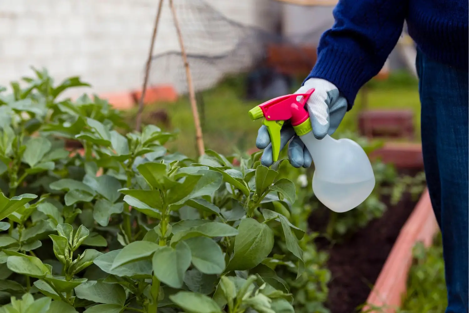 Come avere ortaggi biologici senza pesticidi